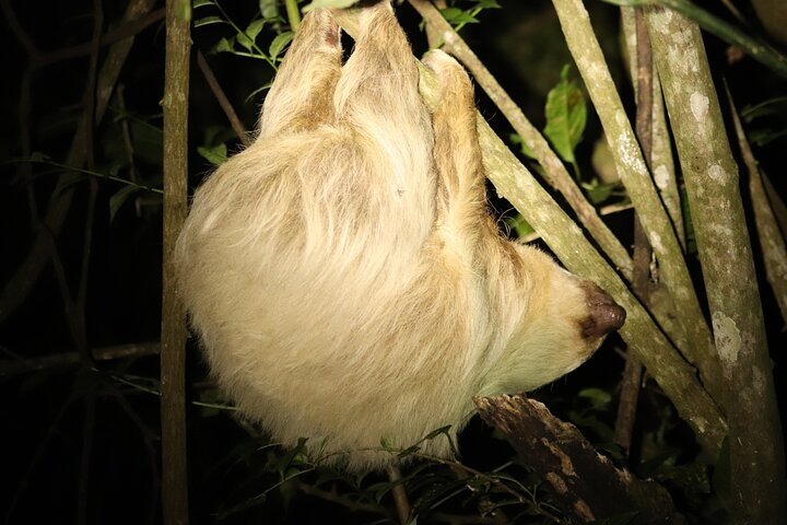 Night Adventures in Monteverde - Photo 1 of 13